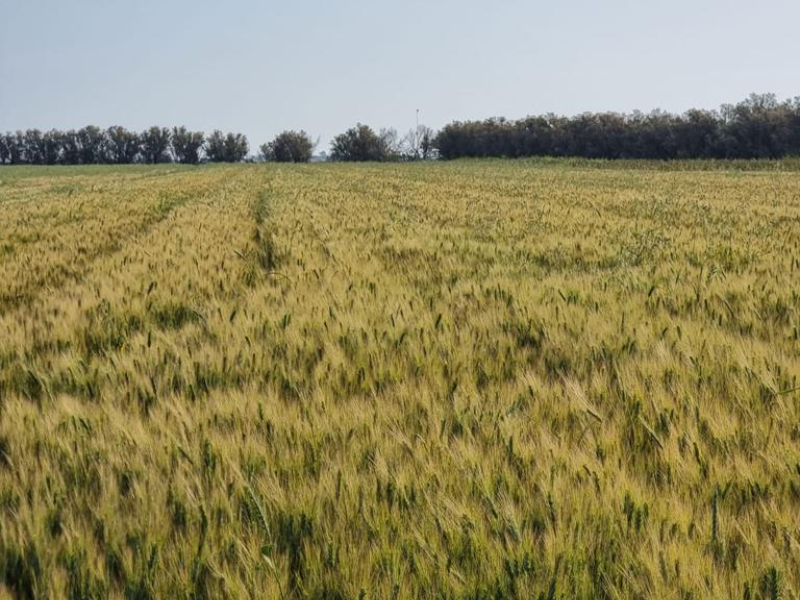 Spighe di grano