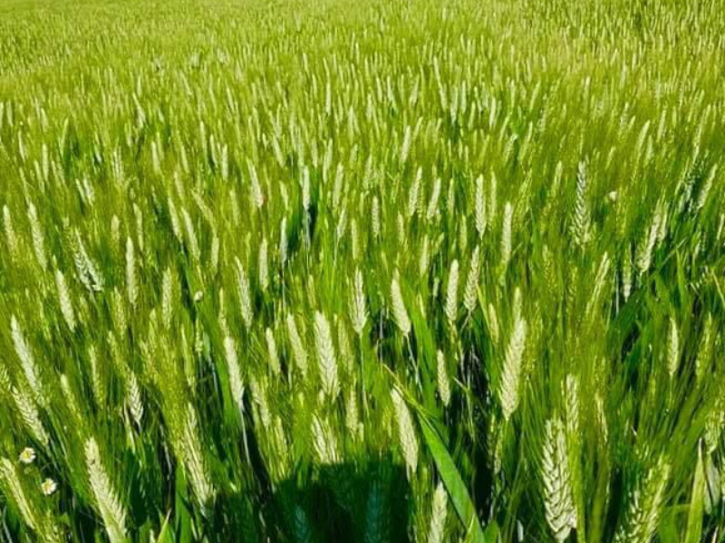 Campagna di Cerignola