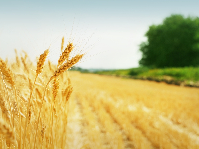 I Segreti del Grano Duro: come Pineta Srl produce cereali di qualità