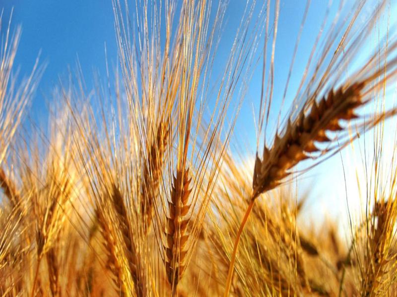 Grano duro: caratteristiche, utilizzo e peculiarità