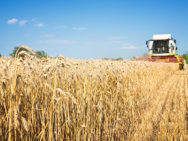 Filiera cerealicola: dall'agricoltore al consumatore