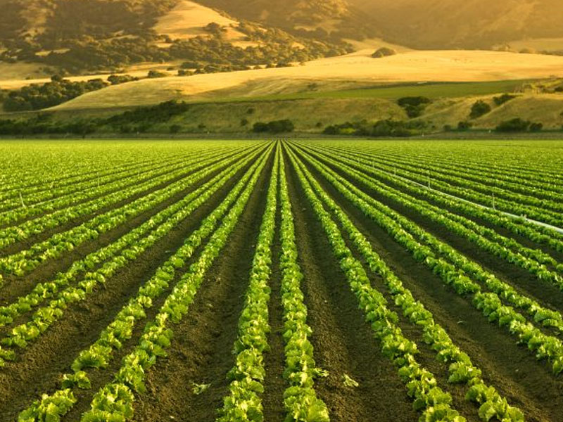 Le eccellenze italiane che ci offre la nostra terra