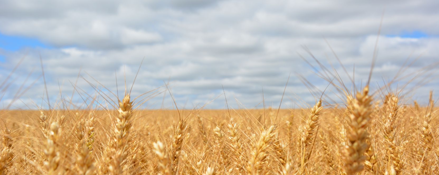 Produzione di cereali: L'attività principale di Pineta Srl