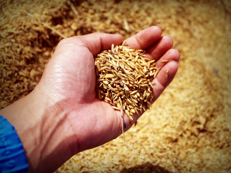 Qual è la differenza tra grano duro e grano tenero?