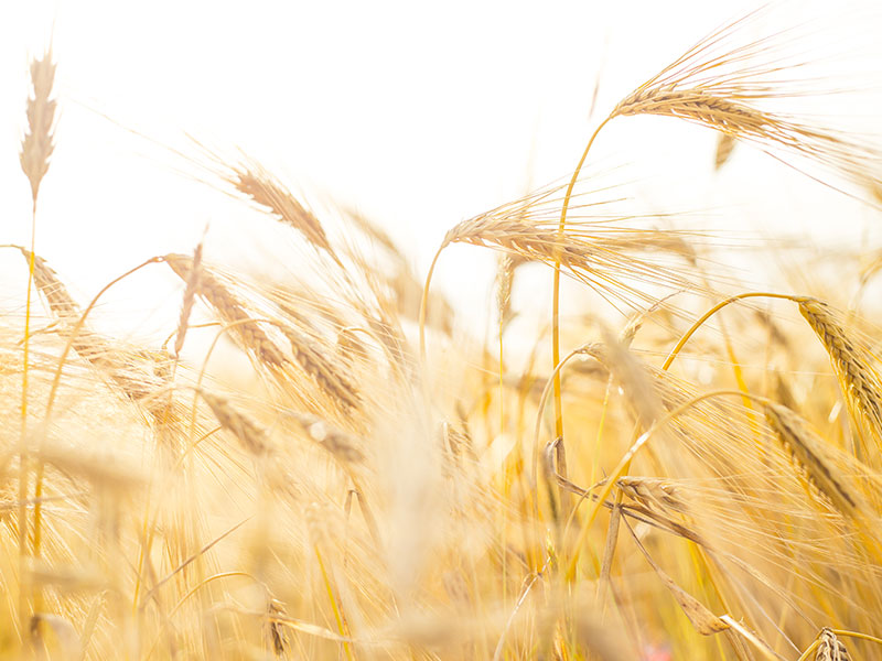 Tutti gli step della coltivazione del grano duro